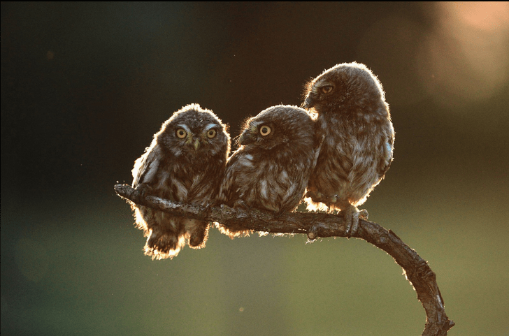 728x481, 217 Kb / сова, сыч, ветка