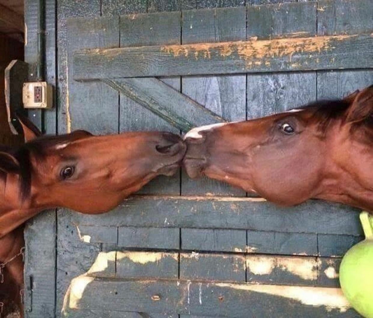 1242x1058, 177 Kb / лошадь, поцелуй