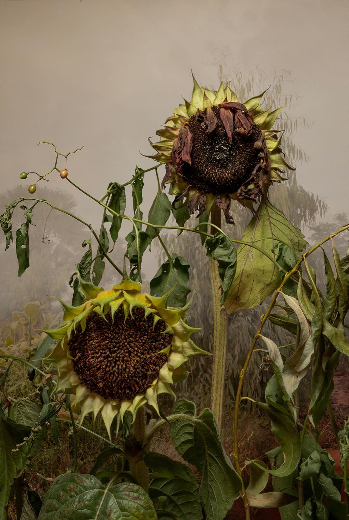 1116x1662, 513 Kb / подсолнух