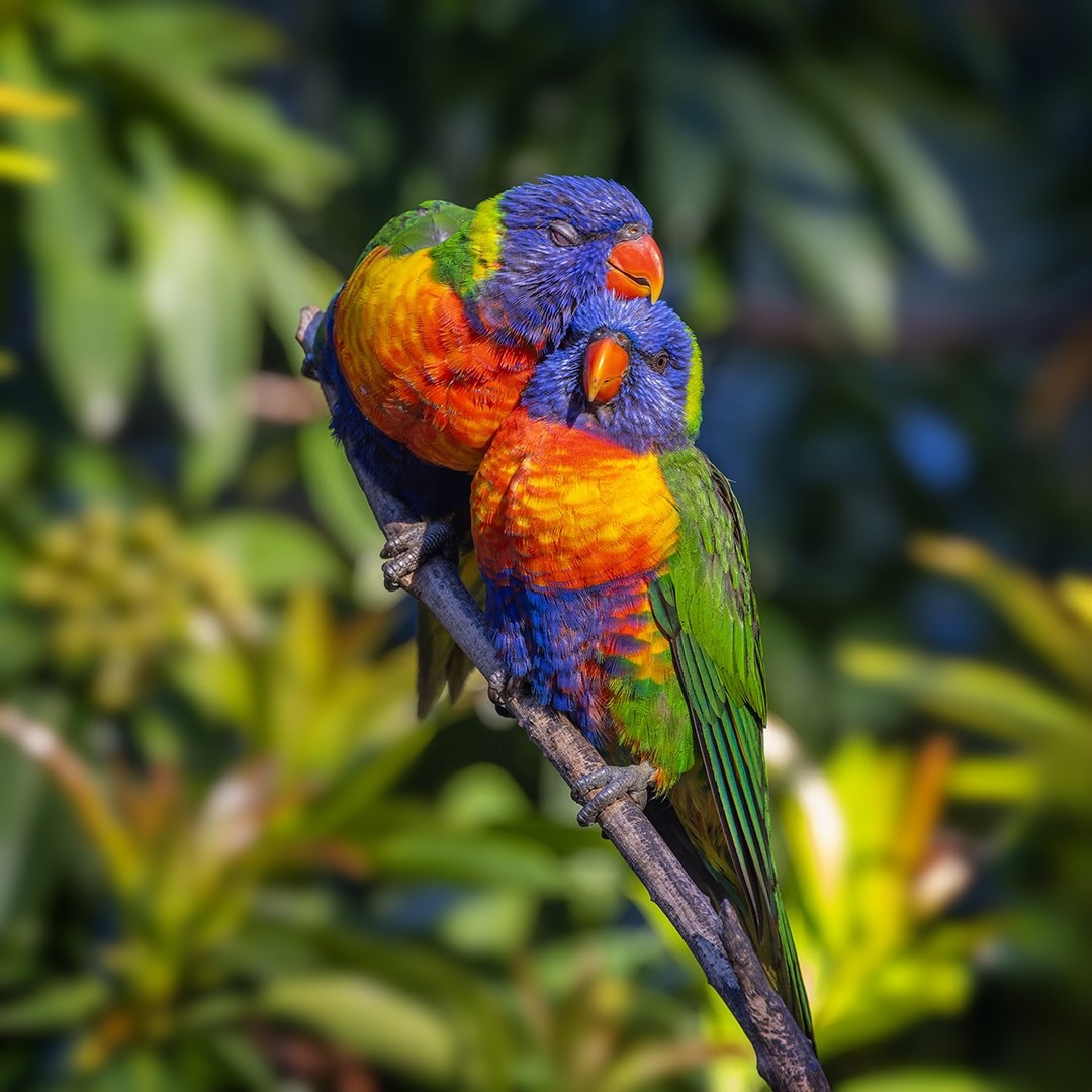 1080x1080, 241 Kb / попугаи, ветка, радужные лорикеты