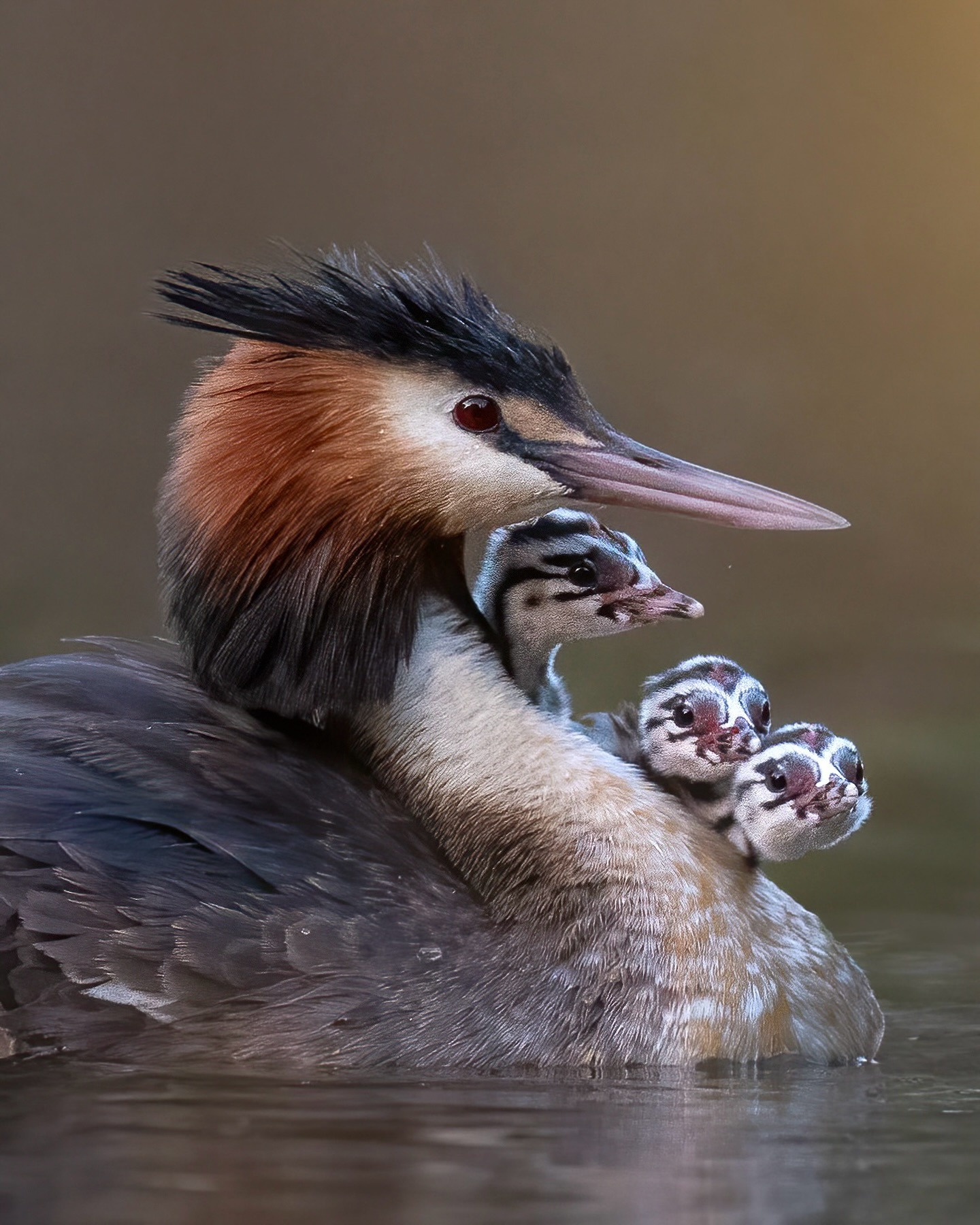 1440x1800, 497 Kb / Птица, птенцы, семья, поганка, чомга, Брак, Дети, Материнство