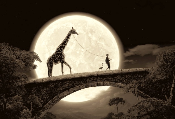 600x410, 83 Kb / жираф, мост