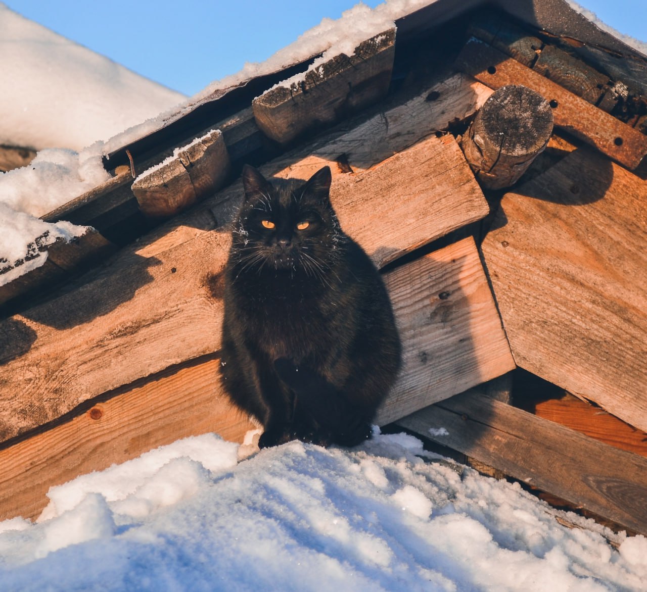 1280x1172, 257 Kb / Кот, кошка, снег, крыша