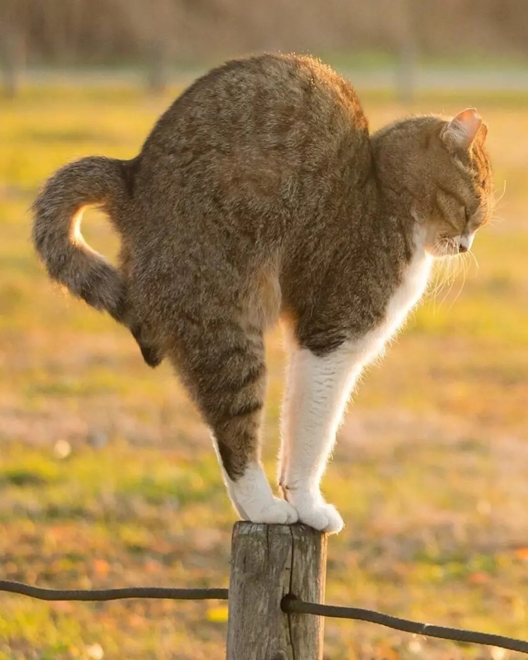 1070x1338, 232 Kb / Потягушки, столб, кот