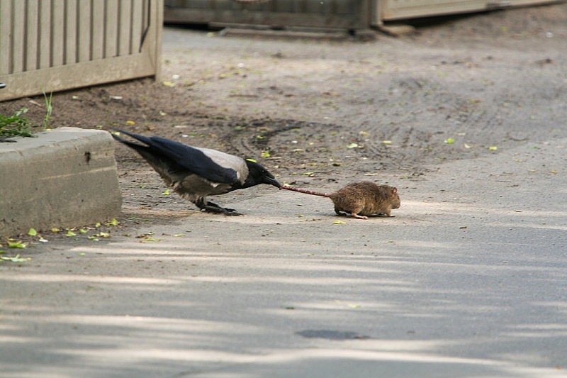 800x533, 94 Kb / ворона, крыса, хвост