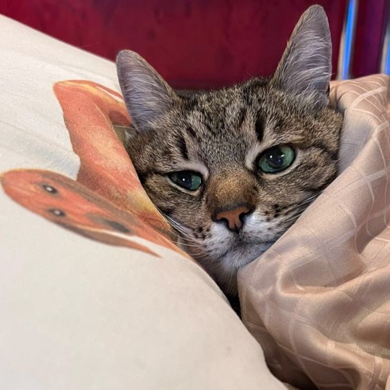 564x564, 50 Kb / кот, кошка, подушка, одело