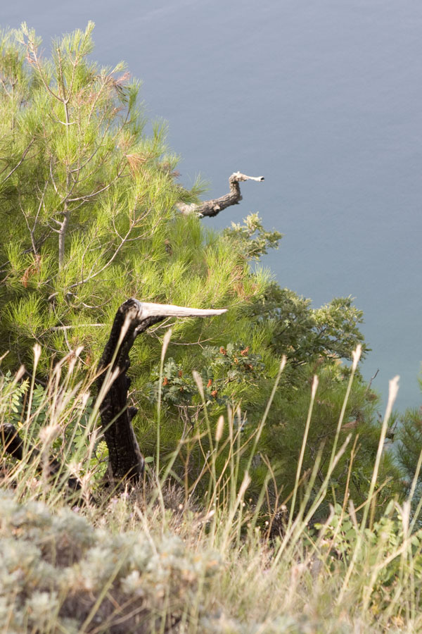 600x900, 178 Kb / берег,утёс,ветки