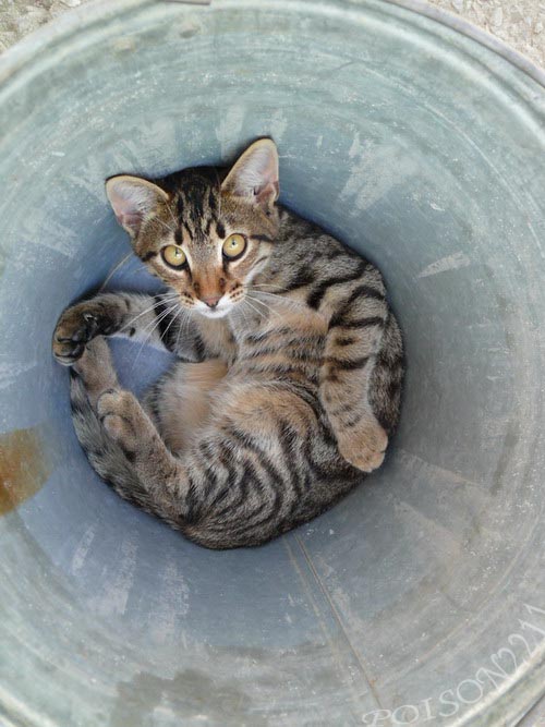 500x667, 84 Kb / морда,котэ,ведро