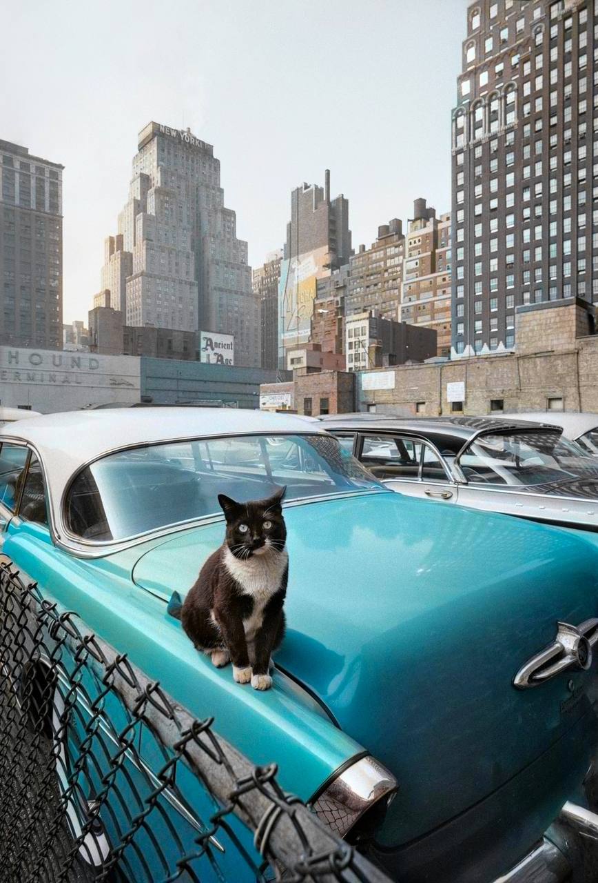 868x1280, 156 Kb / Кот, авто, бирюза