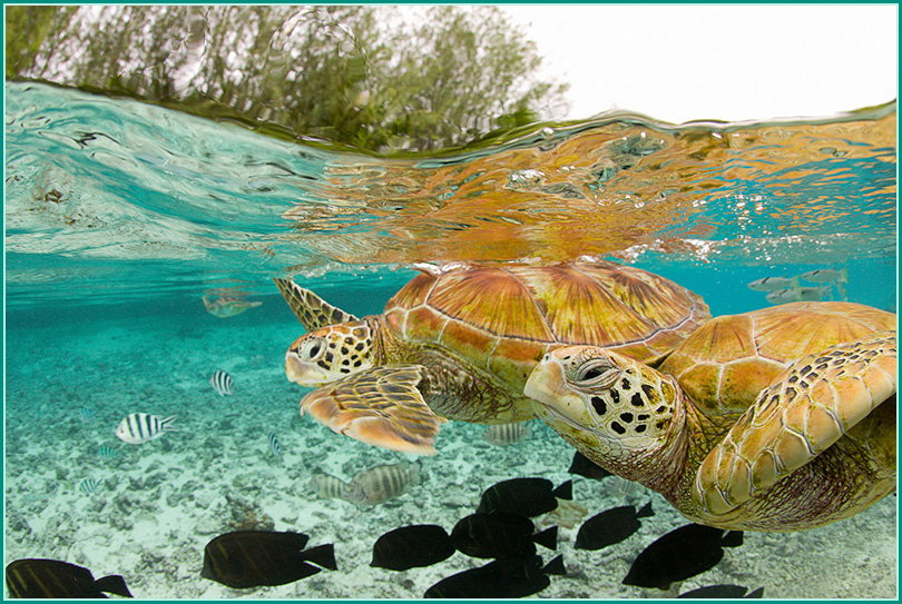 810x543, 294 Kb / черепахи, рыбы