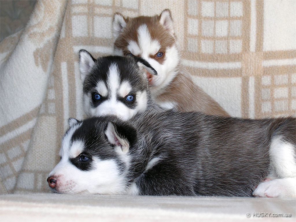 1024x768, 236 Kb / хаски, щенки