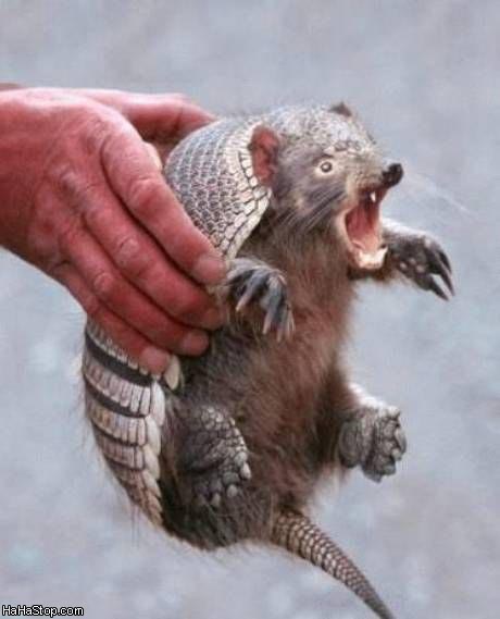 460x569, 33 Kb / броненосец