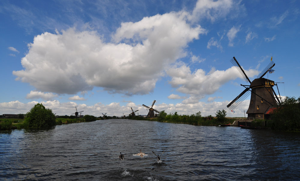 1000x605, 134 Kb / нидерланды,река,утки,мельницы,южная голландия