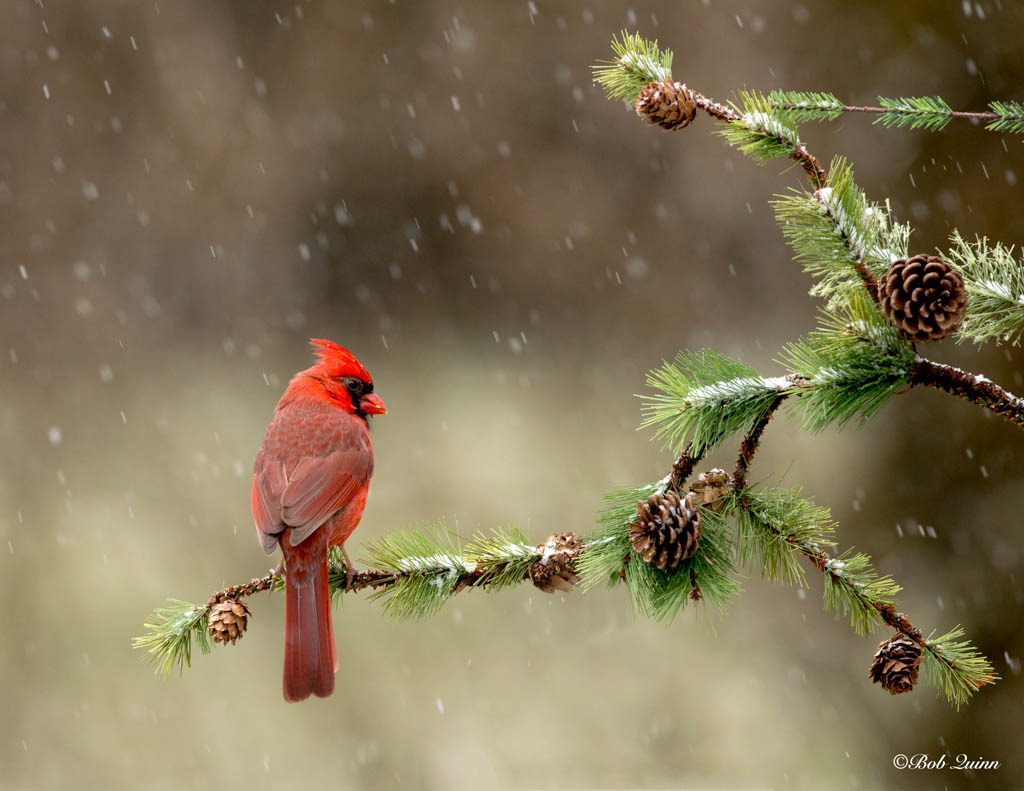 1024x791, 135 Kb / птица, ветка, шишка, иголка, ель, елка, снег, красный кардинал