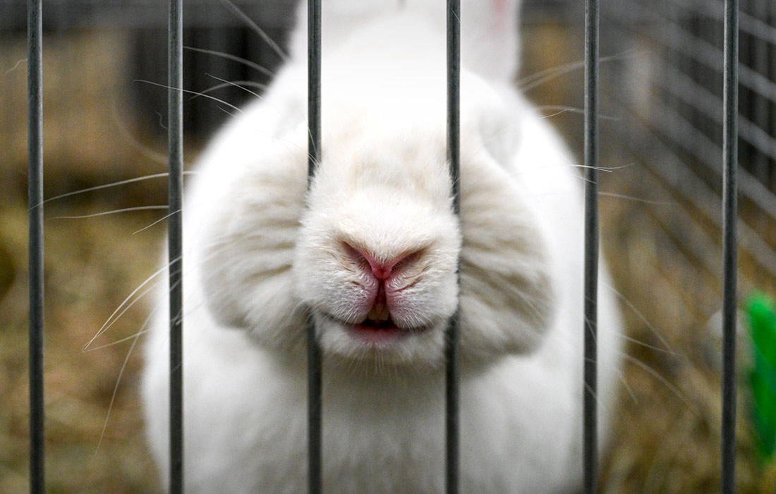 1100x700, 137 Kb / кролик, нос, клетка