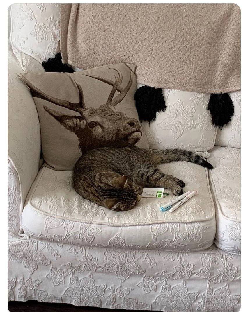 852x1074, 203 Kb / Подушка, диван, кот, не сразу