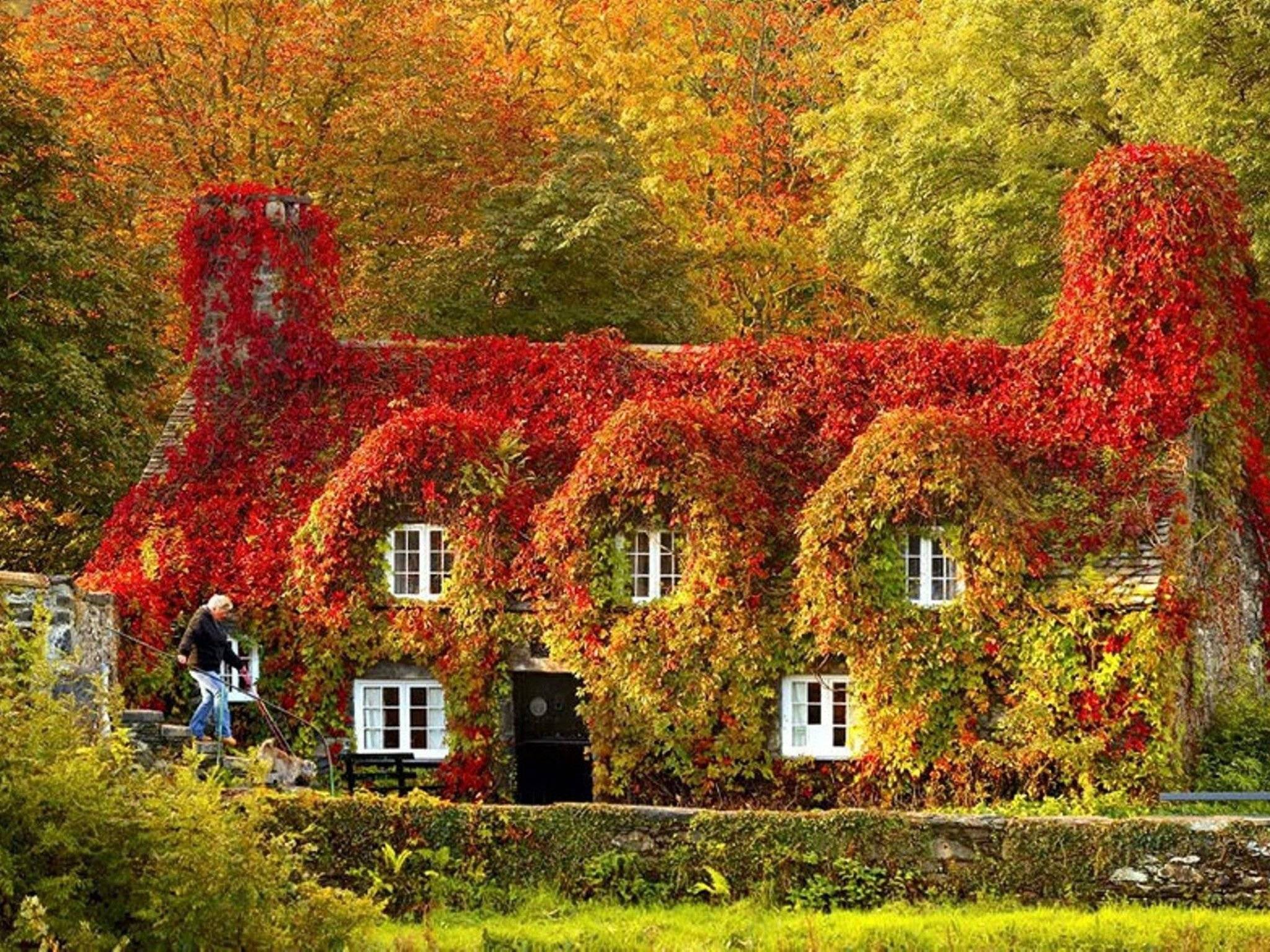 2048x1536, 613 Kb / Домик в деревне, осень, листья, вьюн, дом