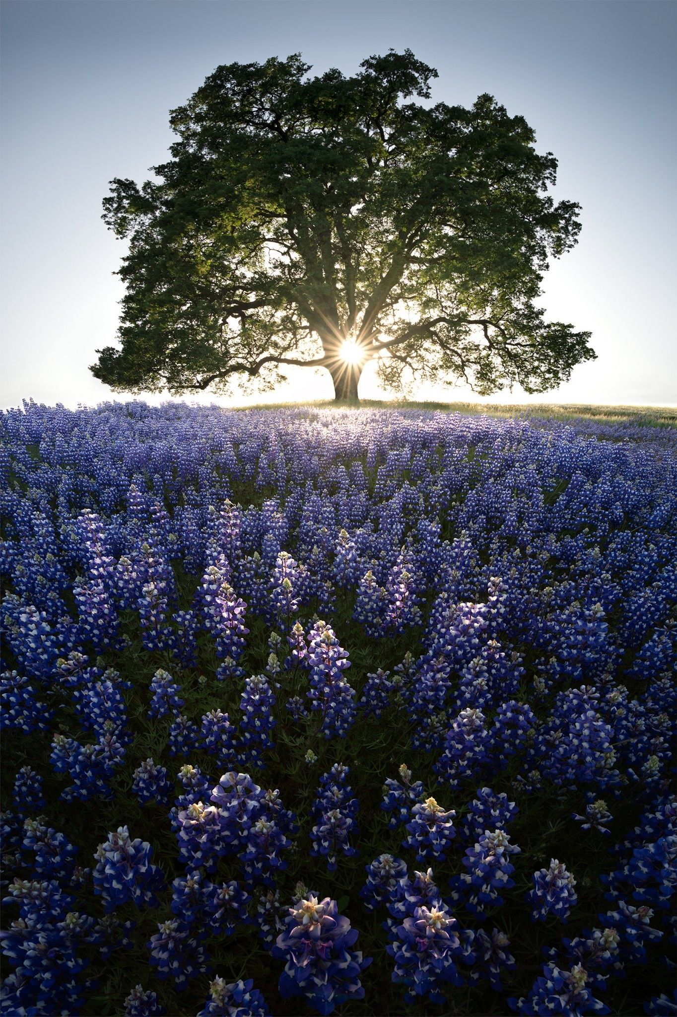 1364x2048, 639 Kb / дерево, цветы, солнце, закат, рассвет