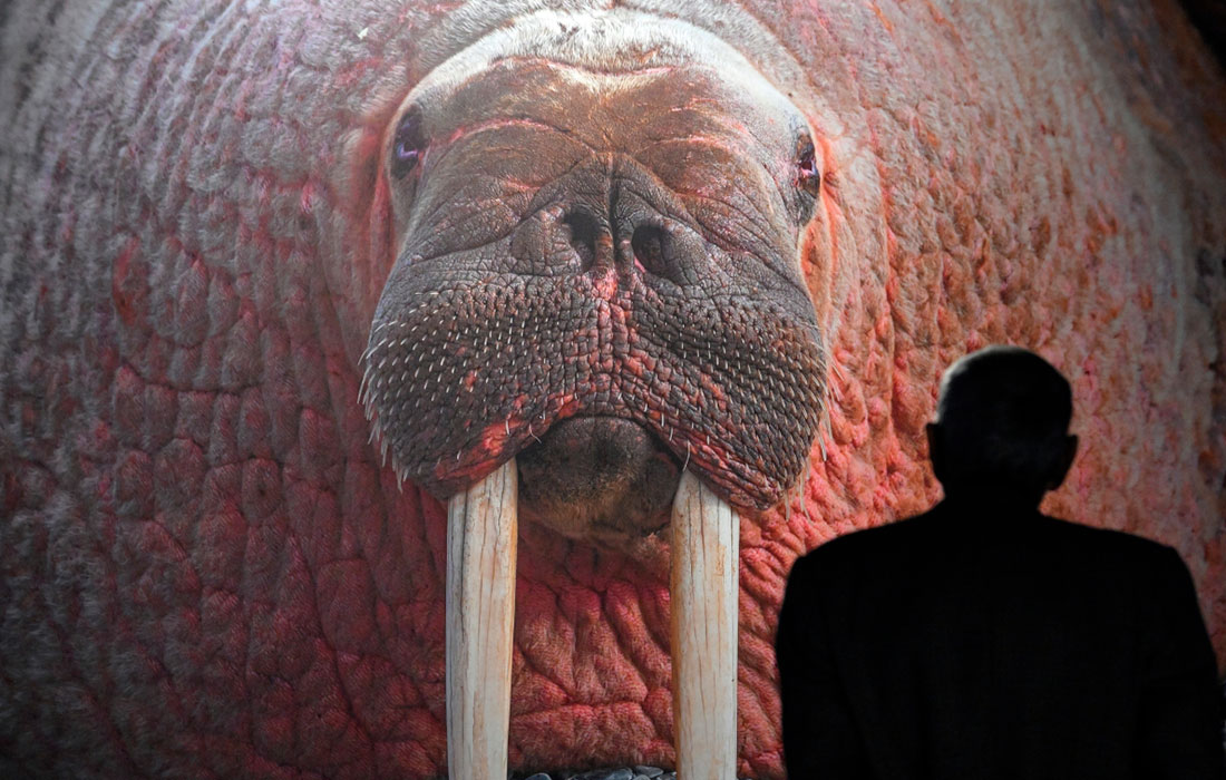 1100x700, 181 Kb / выставка, Москва, морж, бивни