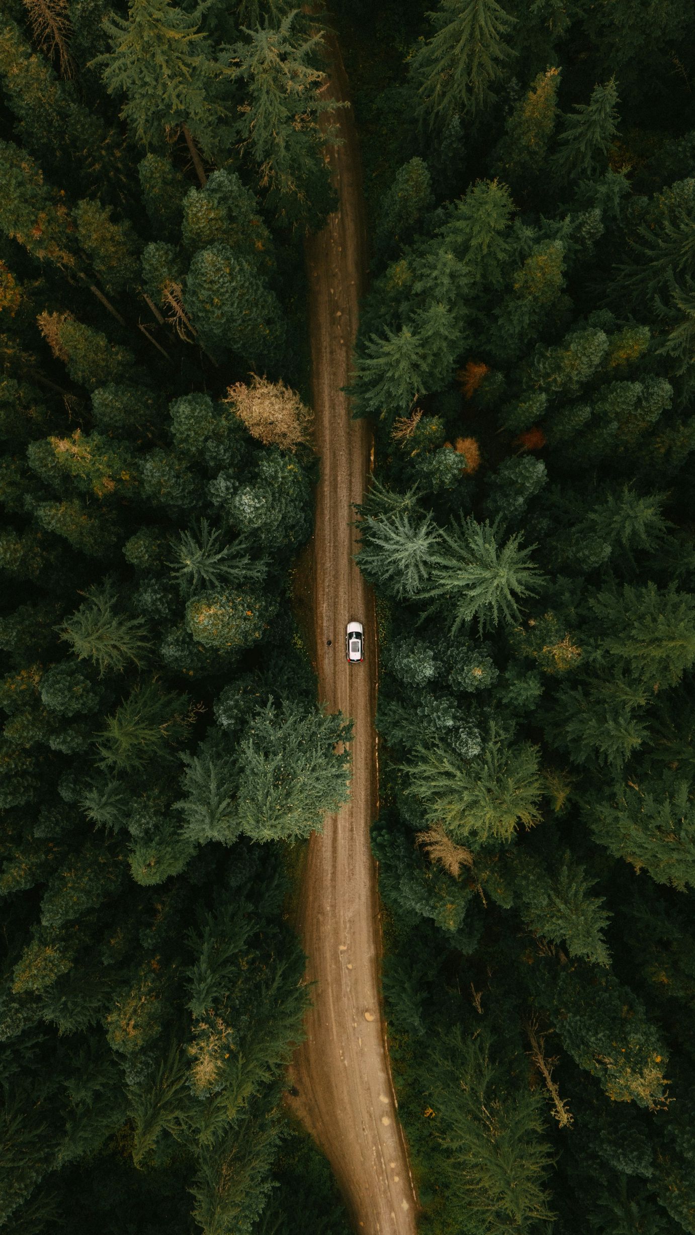 1382x2457, 570 Kb / лес, дорога, сверху, автомобиль