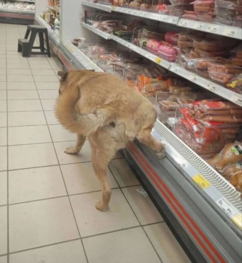 823x893, 106 Kb / магазин,собака,гадит