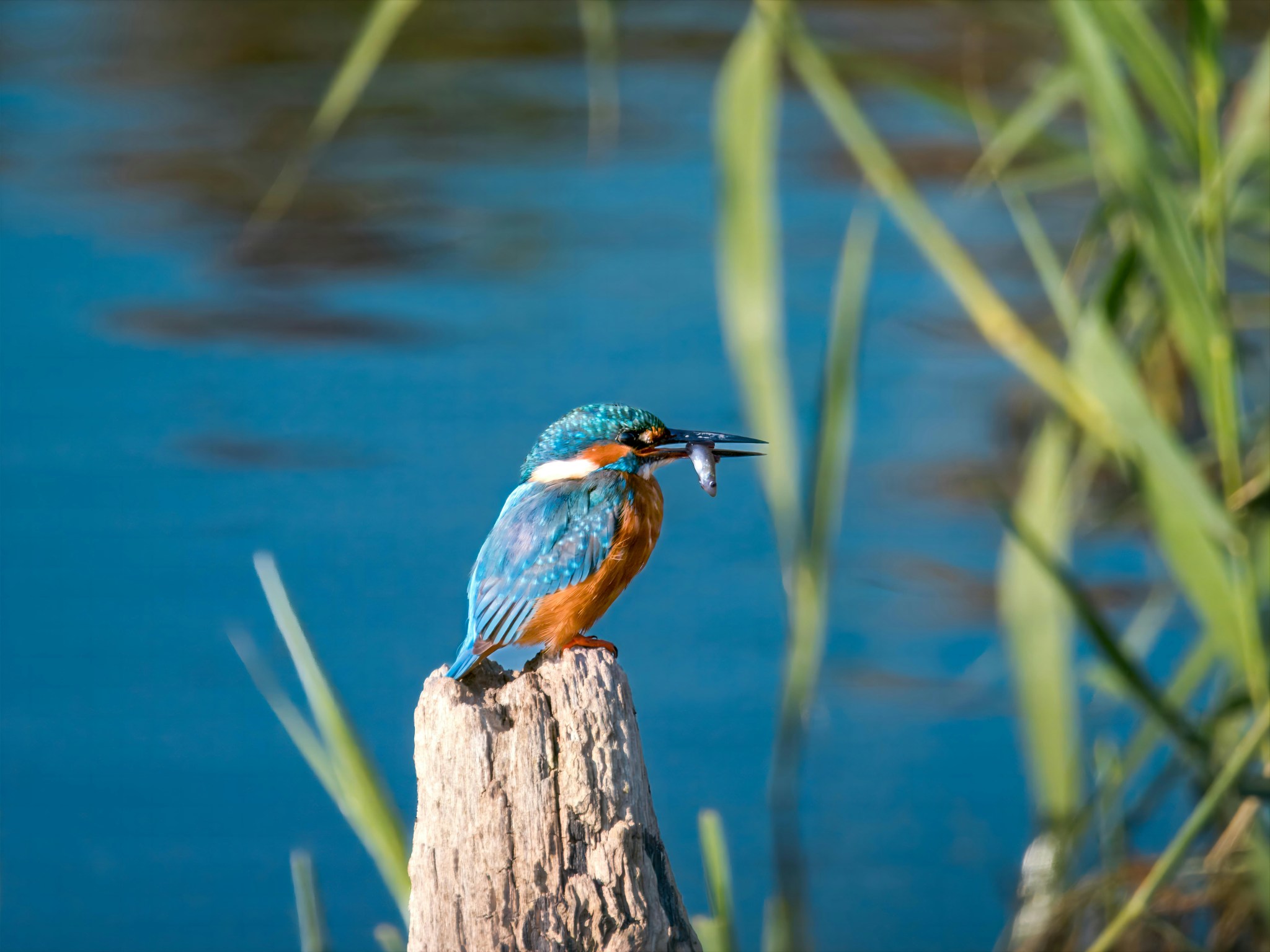 2048x1536, 298 Kb / птица, рыба, дерево, зимородок