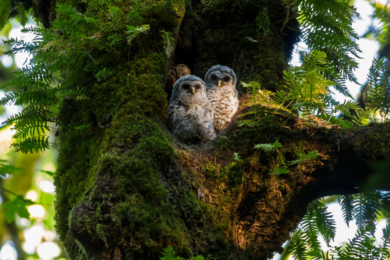 1280x853, 470 Kb / сова