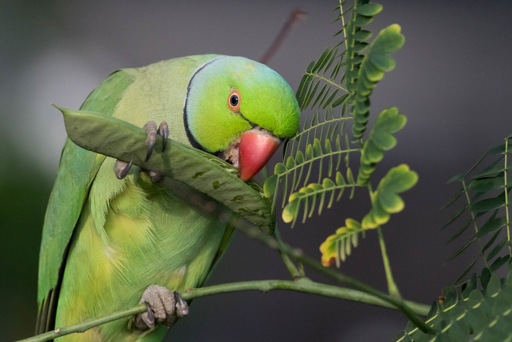 1024x683, 148 Kb / Попугай, птица, горох, сидит, ест