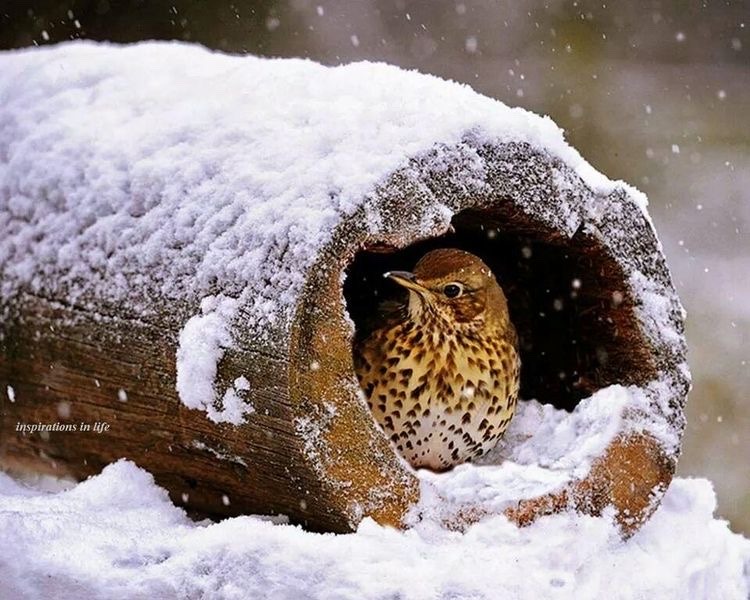 750x600, 117 Kb / дрозд, бревно, снег, птица