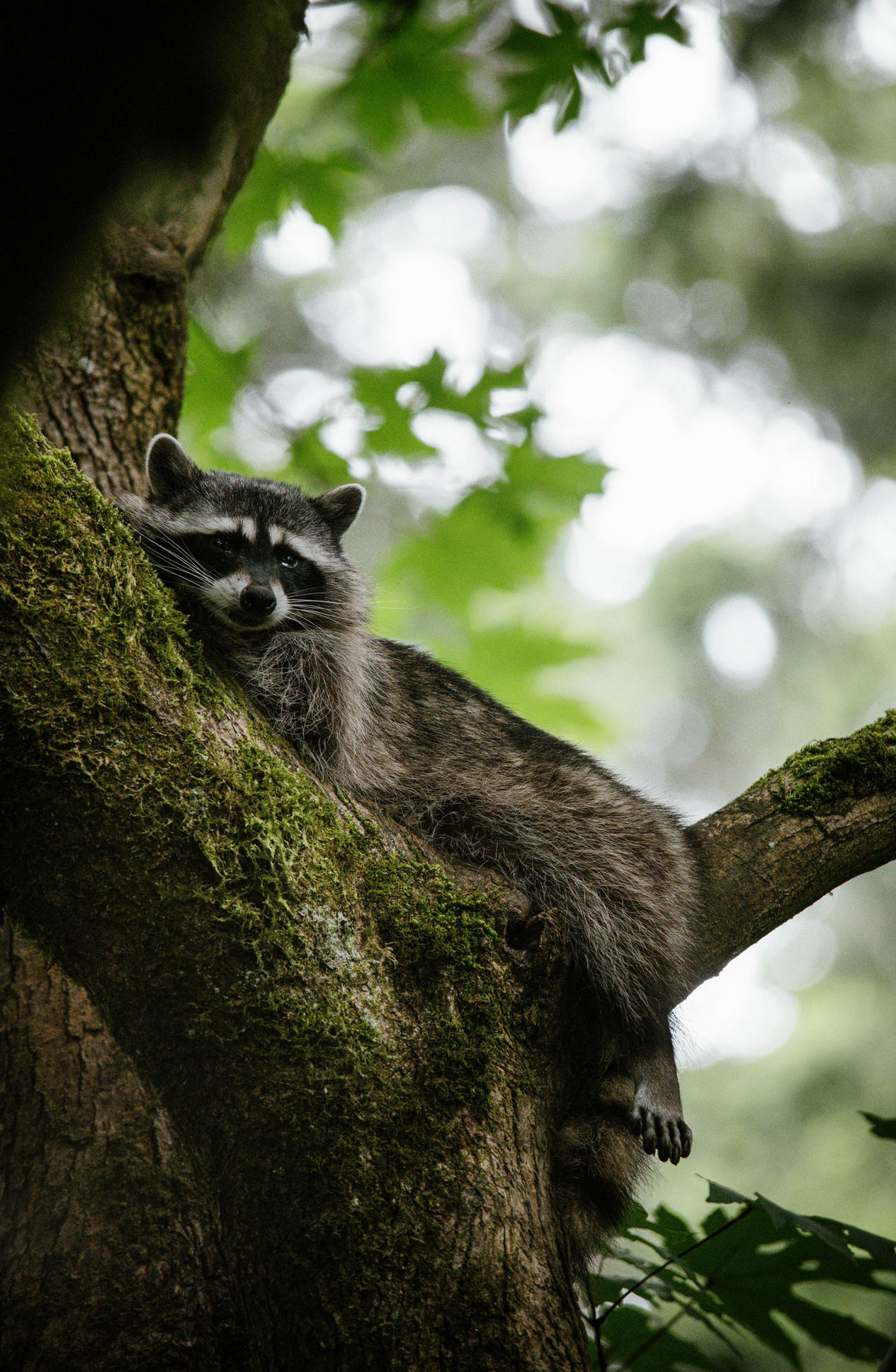 1265x1935, 537 Kb / Енот