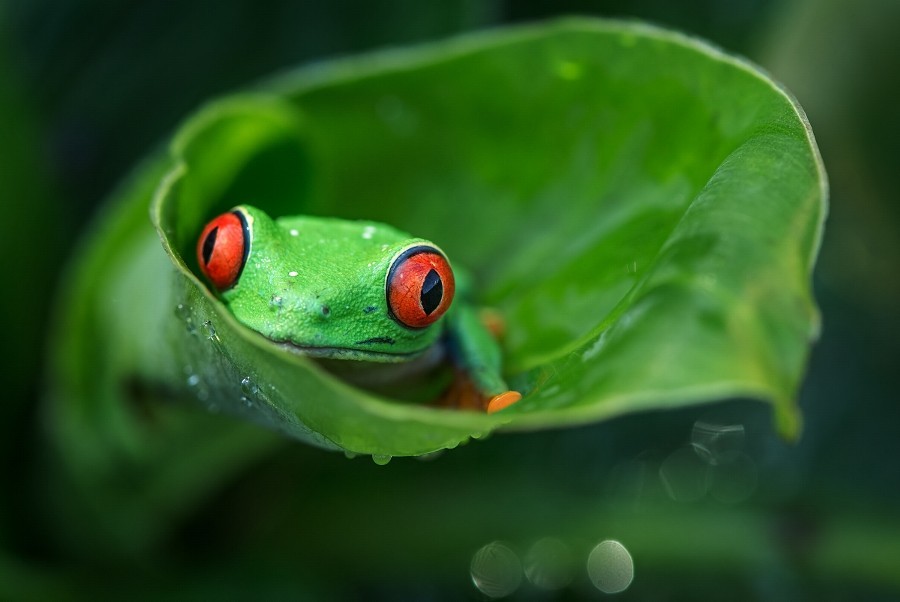 900x602, 66 Kb / лягушка, зеленый