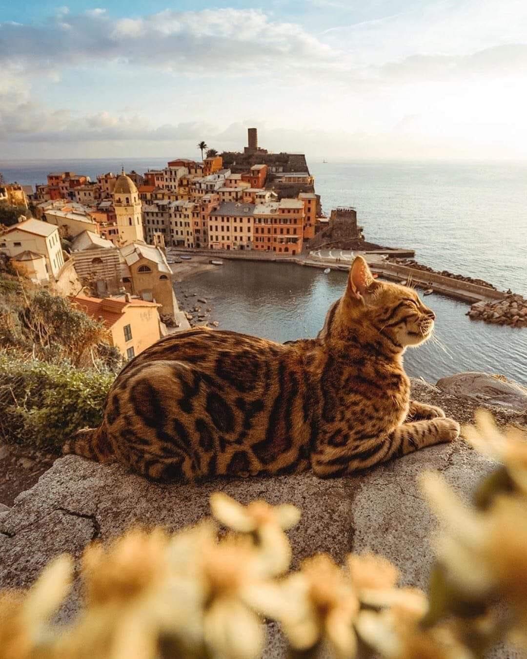 1080x1350, 193 Kb / Вернацца, Cinque Terre, кот, Италия ,