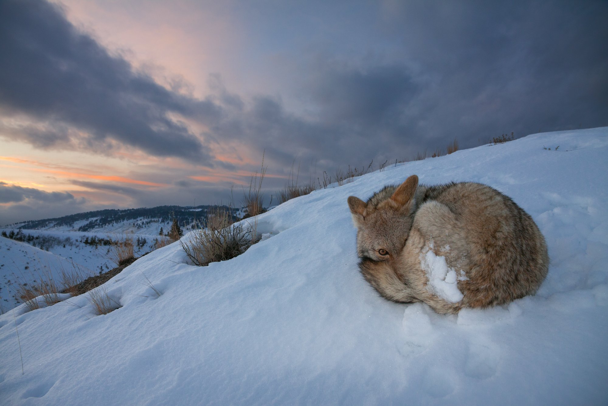 2000x1334, 301 Kb / Волк, койот, снег