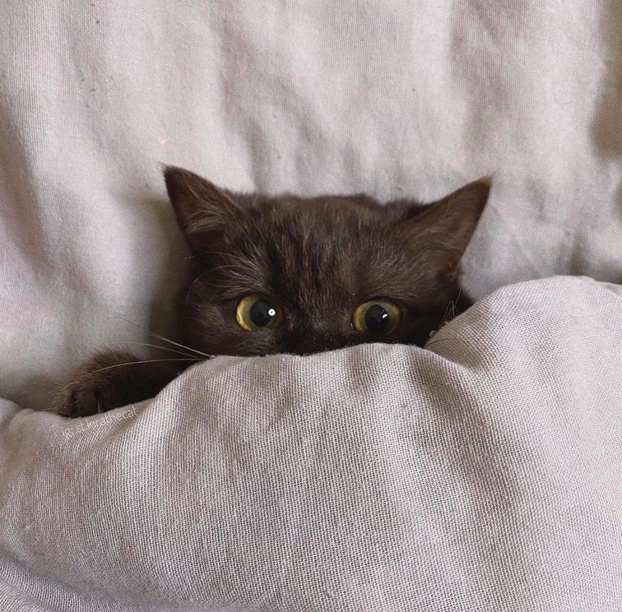 1242x1223, 375 Kb / кот, кошка, выглядывает, одеяло