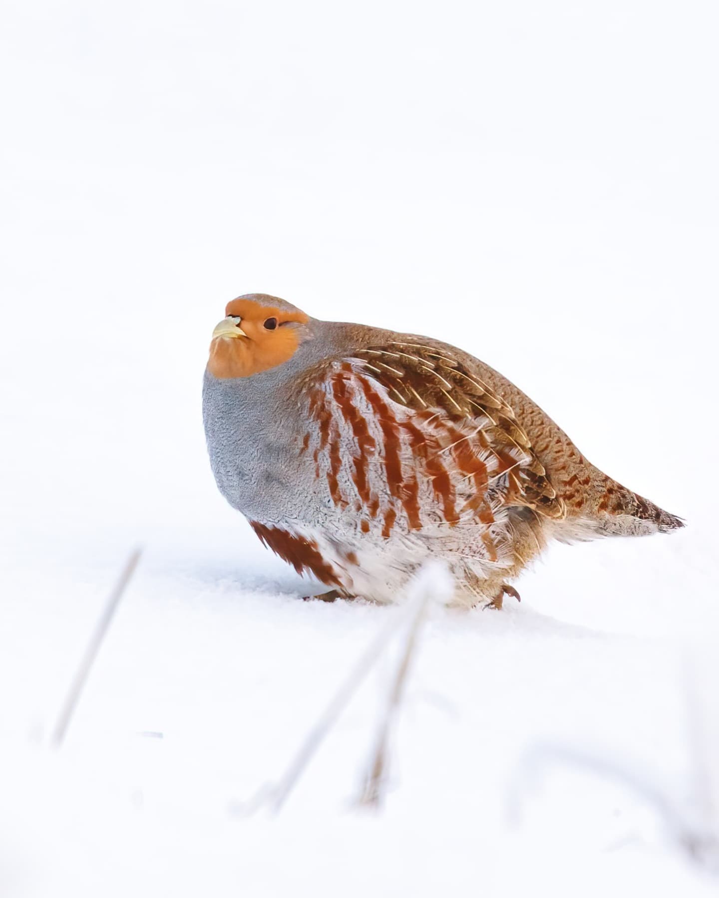 1440x1800, 122 Kb / Птица, снег, куропатка