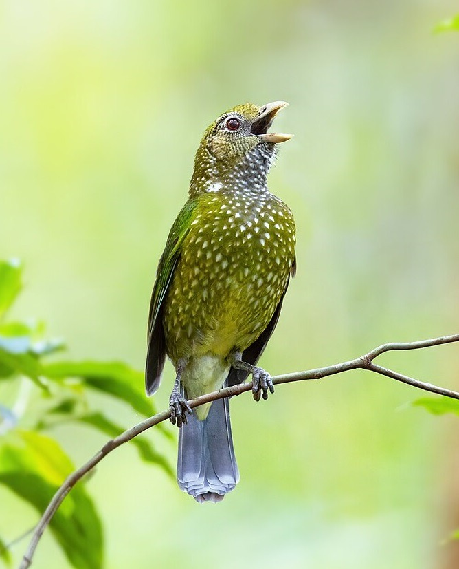 668x827, 90 Kb / Шалашник, птица, зеленая, воробей