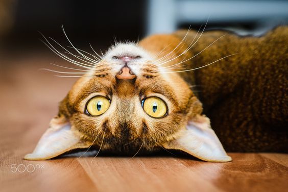 564x376, 41 Kb / Кот, кошка, гремлин