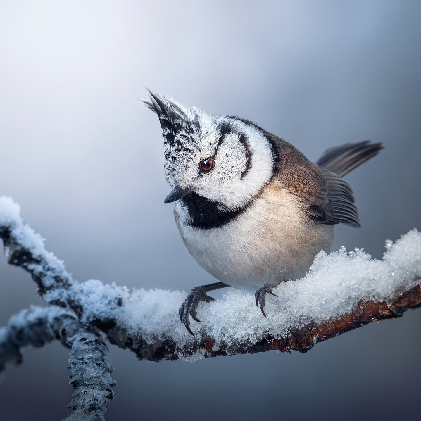 1440x1440, 319 Kb / птица, ветка, снег, Хохлатая синица