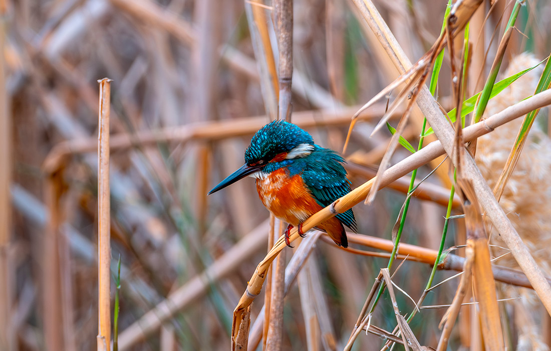 1100x700, 201 Kb / зимородок, птица