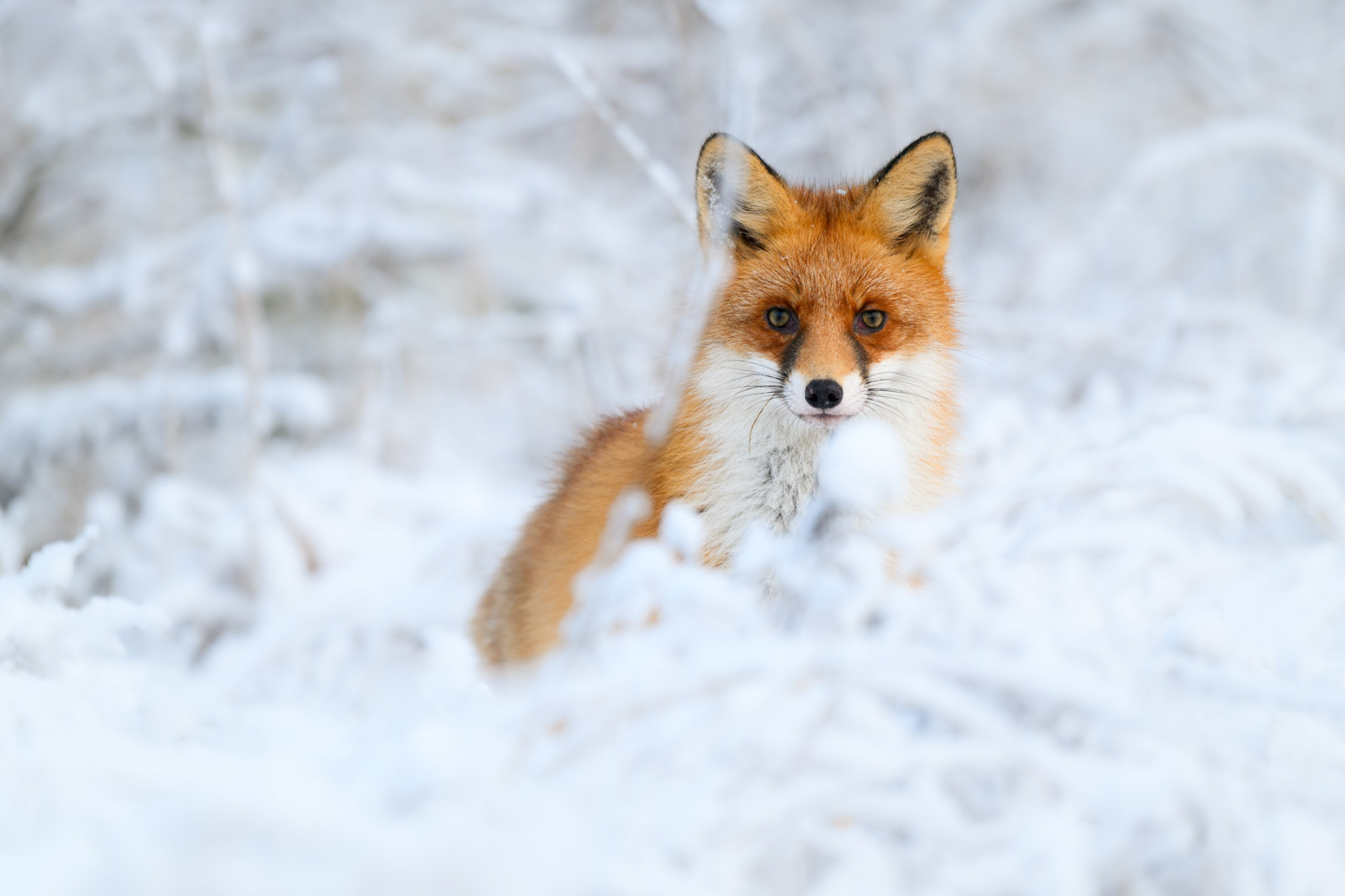 2048x1365, 295 Kb / лиса, снег, лисица