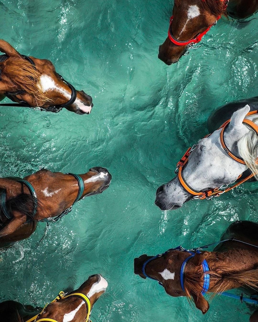 1080x1350, 440 Kb / Лошадь, конь, вода