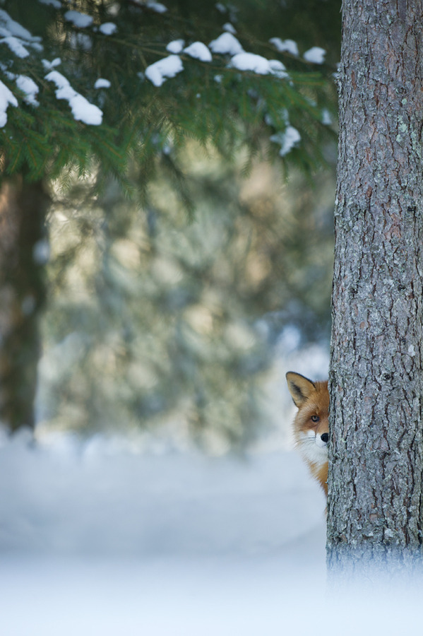 599x900, 156 Kb / лиса, дерево