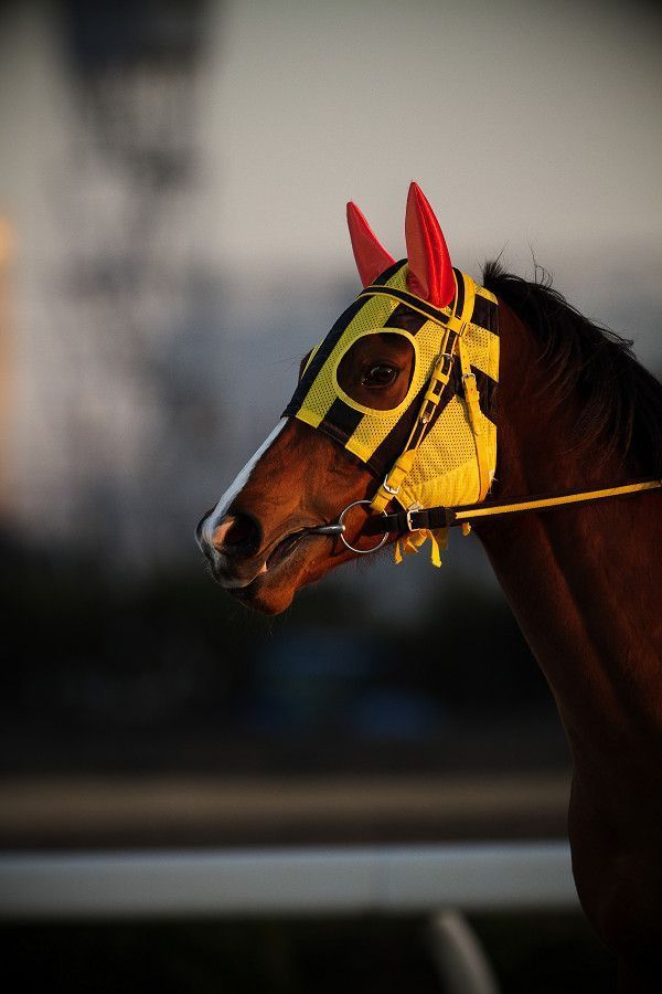 600x900, 52 Kb / Лошадь, конь, маска