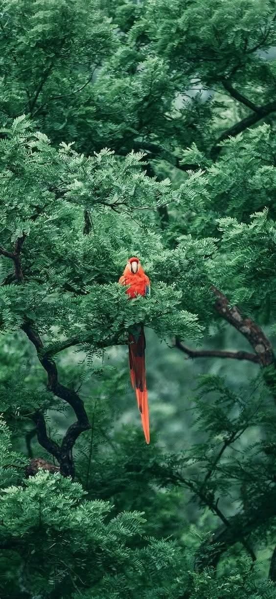 564x1222, 181 Kb / Попугай