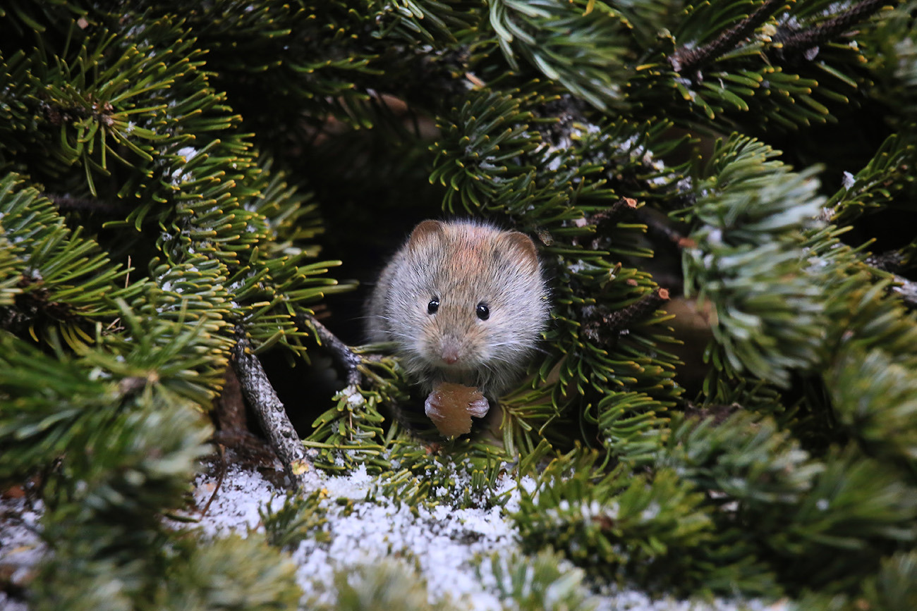 1300x867, 384 Kb / мышь, снег, елка, ель, ветка