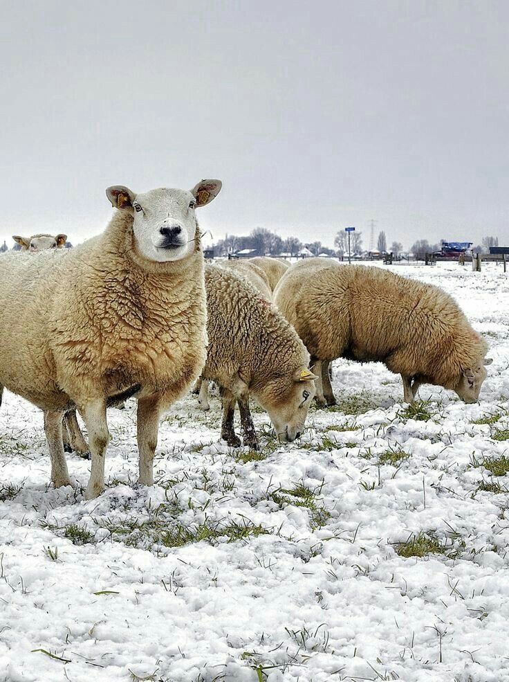 736x985, 211 Kb / баран, снег, овца, поле