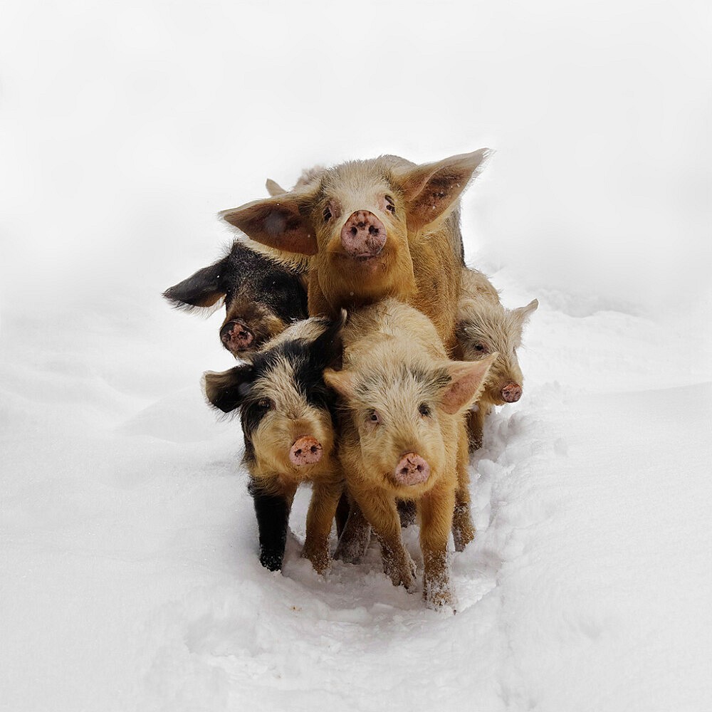 1000x1000, 147 Kb / свинья, поросенок, семья