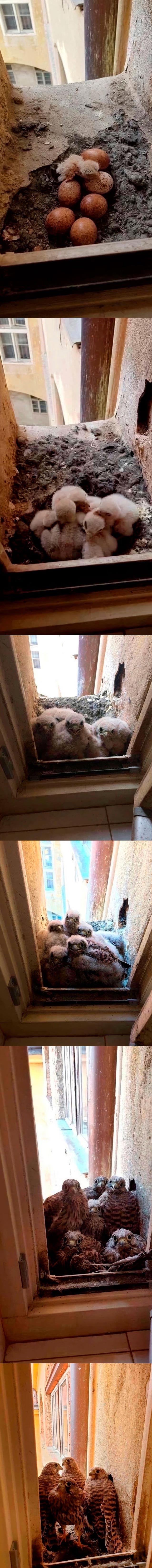 639x6598, 575 Kb / окно, яйцо, птица