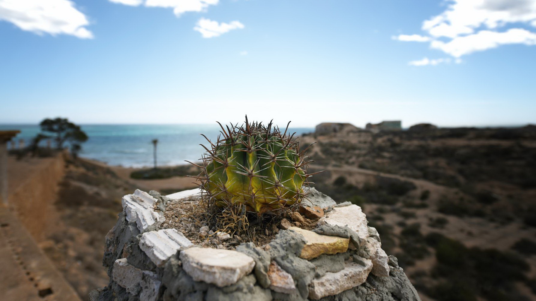 1787x1003, 285 Kb / кактус, камень