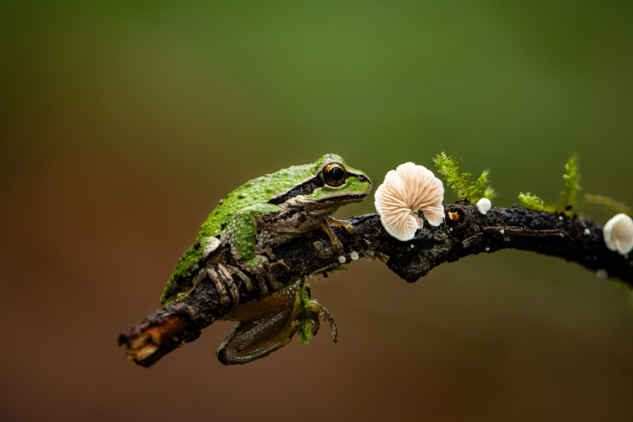 2048x1364, 487 Kb / лягушка, ветка, гриб